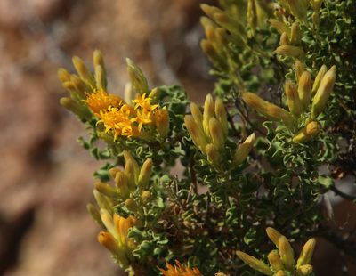 Pteronia undulata, photographed by Tony Rebelo