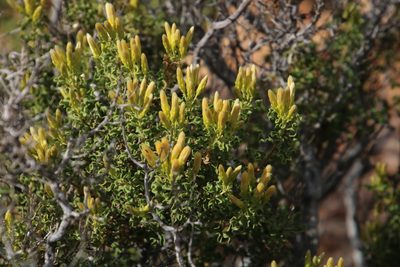 Pteronia undulata, photographed by Tony Rebelo