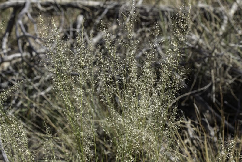 Muhlenbergia montana, photographed by Craig Martin