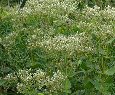 Carpesium glossophyllum, photographed by Sandra Keller