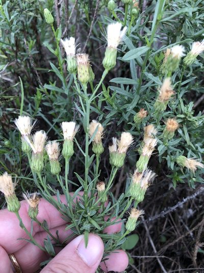 Baccharis texana, photographed by Sam Kieschnick