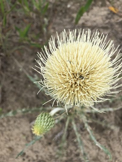 Cirsium canescens, photographed by Owen McElroy