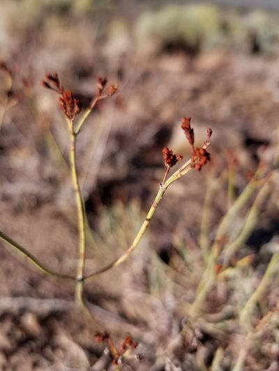 Eriogonum lonchophyllum, photographed by Rod