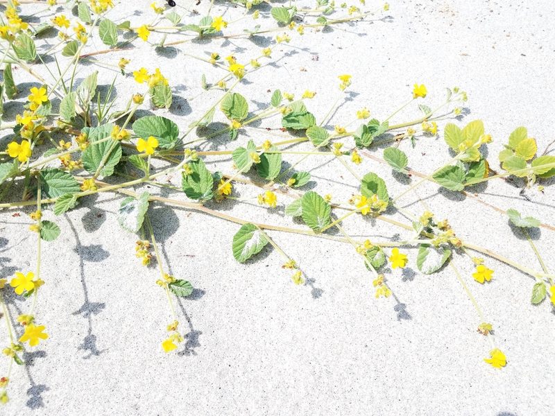 Waltheria preslii, photographed by Alan Rockefeller