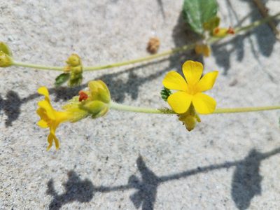 Waltheria preslii, photographed by Alan Rockefeller