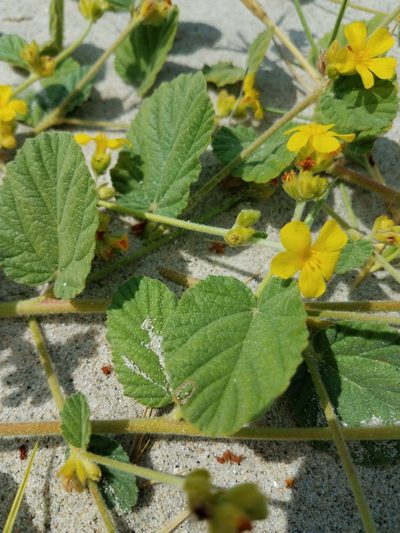 Waltheria preslii, photographed by Alan Rockefeller