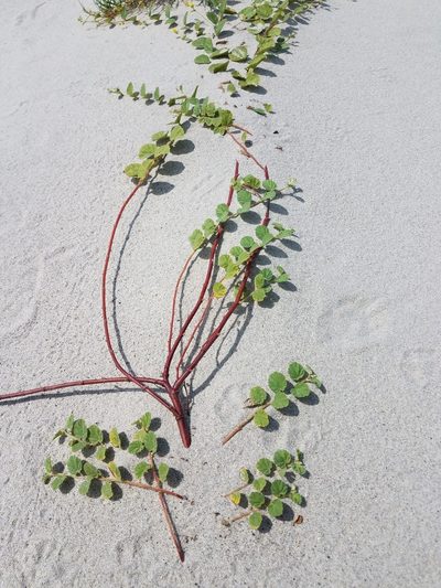 Waltheria preslii, photographed by Alan Rockefeller