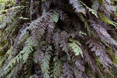 Hymenophyllum frankliniae, photographed by John Barkla