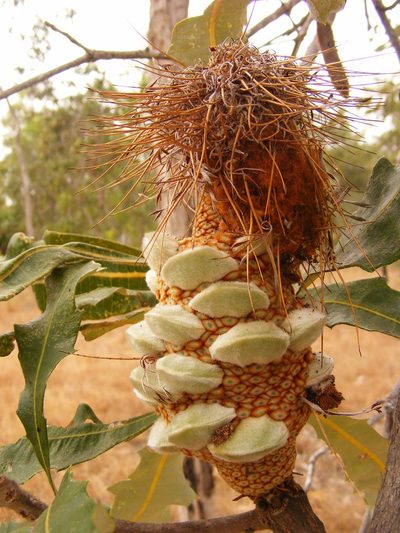 Banksia dentata, photographed by coenobita
