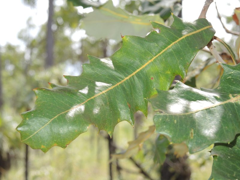 Banksia dentata, photographed by coenobita