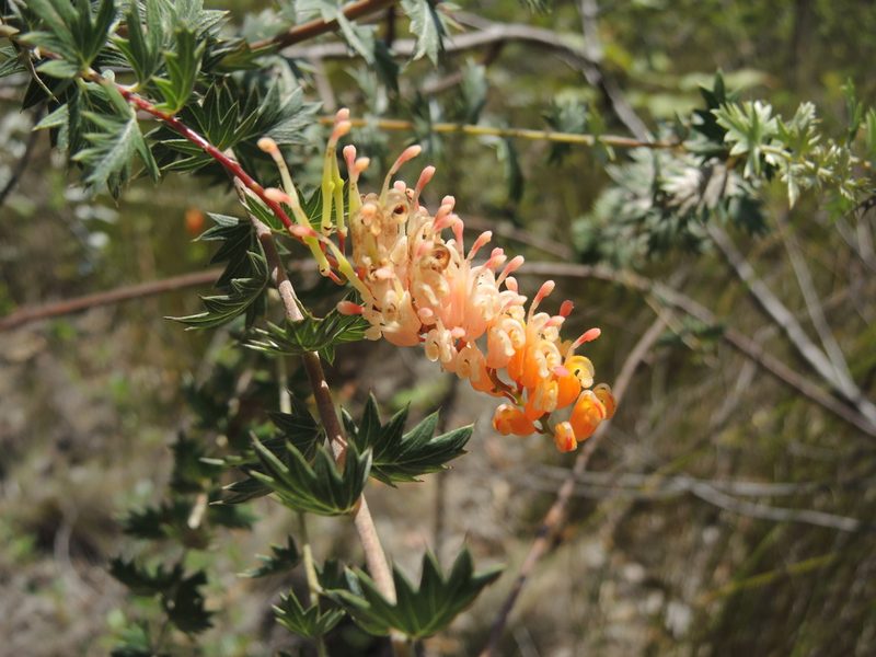 Grevillea pungens, photographed by coenobita