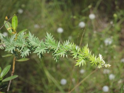 Grevillea pungens, photographed by coenobita