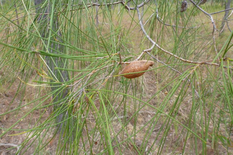 Hakea persiehana, photographed by coenobita