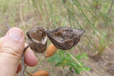 Hakea persiehana, photographed by coenobita
