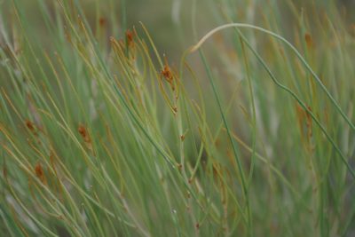 Hakea persiehana, photographed by coenobita