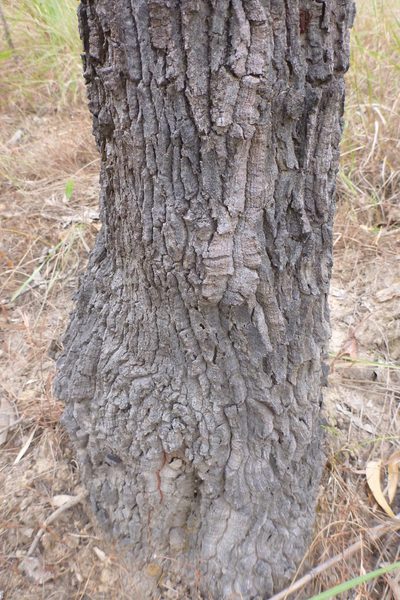 Hakea persiehana, photographed by coenobita