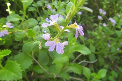 Scaevola aemula, photographed by coenobita