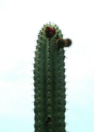 Stenocereus laevigatus, photographed by Neptalí Ramírez Marcial