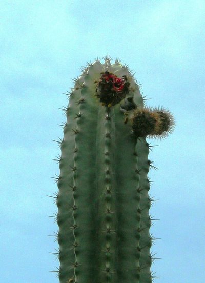 Stenocereus laevigatus, photographed by Neptalí Ramírez Marcial