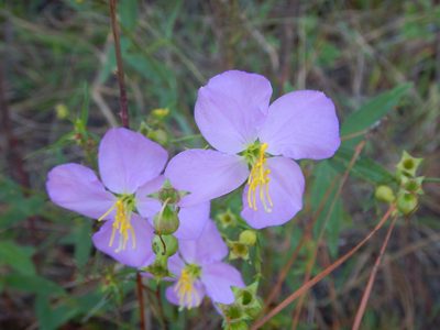 Rhexia nashii, photographed by Ryan Watson