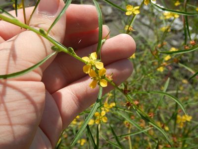 Ludwigia linearis, photographed by Ryan Watson