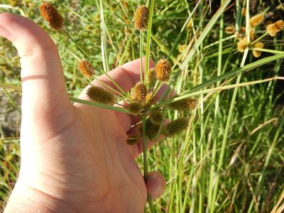 Cyperus retrorsus, photographed by Ryan Watson