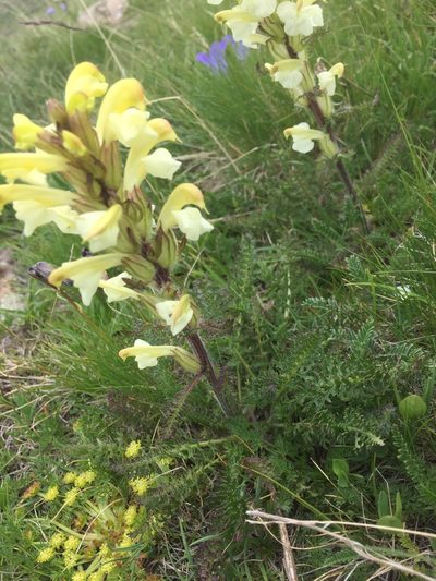 Pedicularis sibthorpii, photographed by Andre Hosper