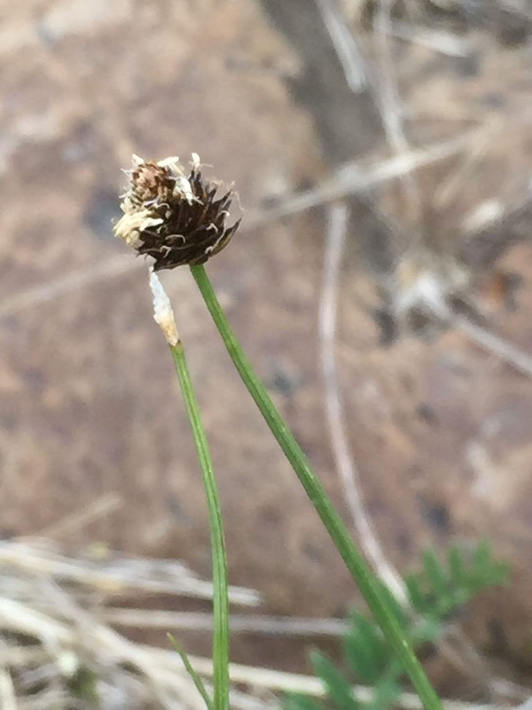 Carex oreophila, photographed by Andre Hosper