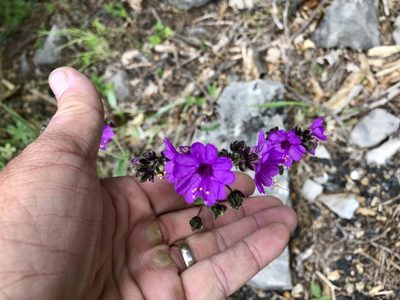Mirabilis melanotricha, photographed by CK2AZ