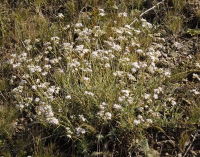 Gypsophila collina, photographed by Roman