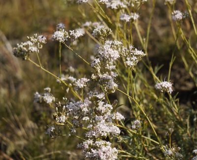 Gypsophila collina, photographed by Roman