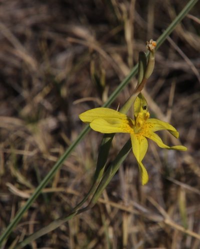 Moraea pallida, photographed by Tony Rebelo