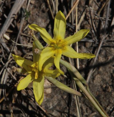 Moraea pallida, photographed by Tony Rebelo