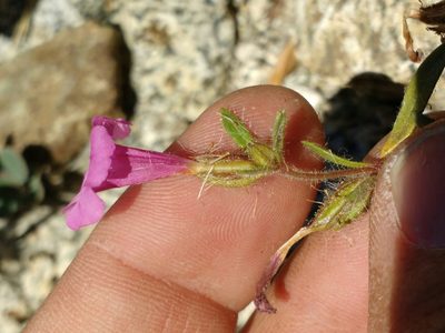 Diplacus layneae, photographed by Ken-ichi Ueda