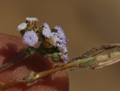 Denekia capensis, photographed by Tony Rebelo