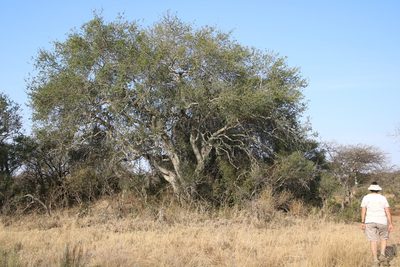 Elaeodendron transvaalense, photographed by Tony Rebelo