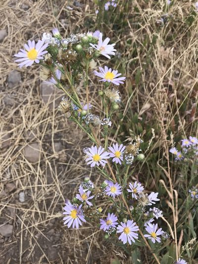 Symphyotrichum ascendens, photographed by Robbie Hannawacker