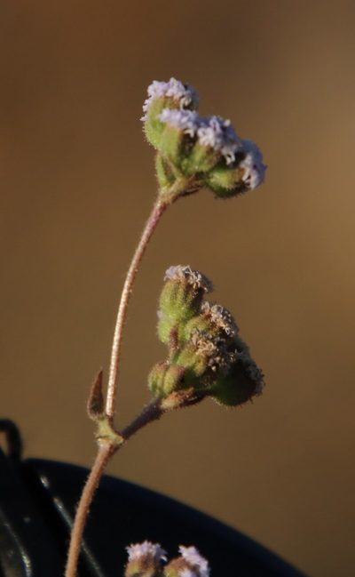 Denekia capensis, photographed by Tony Rebelo