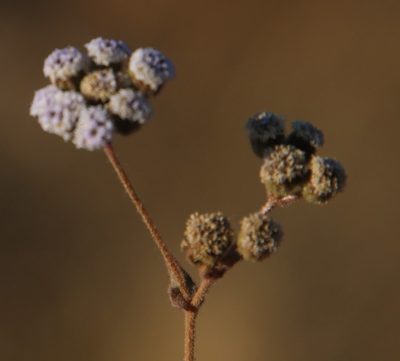 Denekia capensis, photographed by Tony Rebelo