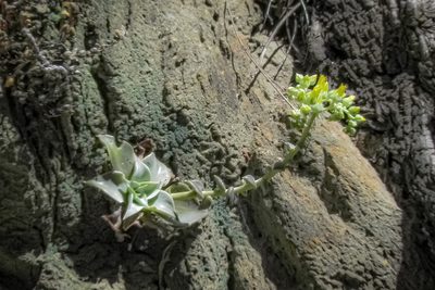 Dudleya cymosa, photographed by James C. Davis