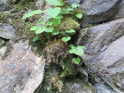 Huperzia porophila, photographed by Chris Hoess