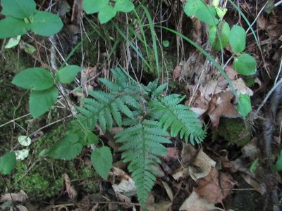 Dryopteris clintoniana, photographed by Chris Hoess