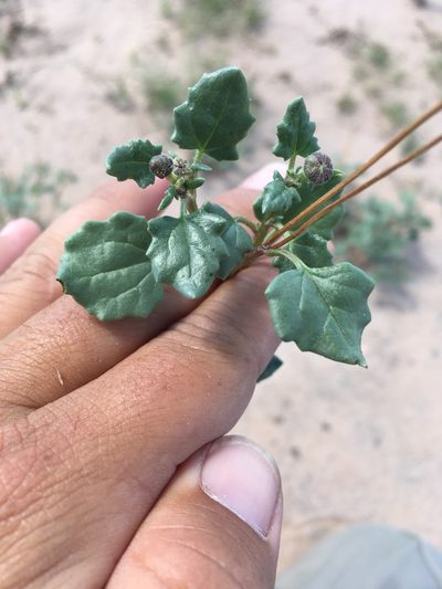 Bartlettia scaposa, photographed by Cecelia Alexander