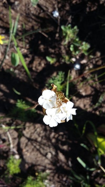 Ursinia tenuiloba, photographed by grabbarg