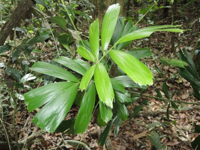Calamus caryotoides, photographed by coenobita