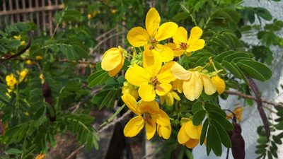 Senna surattensis, photographed by Ong Jyh Seng