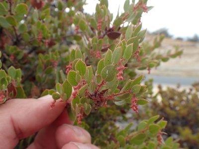 Arctostaphylos myrtifolia, photographed by Scott Yarger