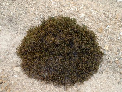 Arctostaphylos myrtifolia, photographed by Scott Yarger