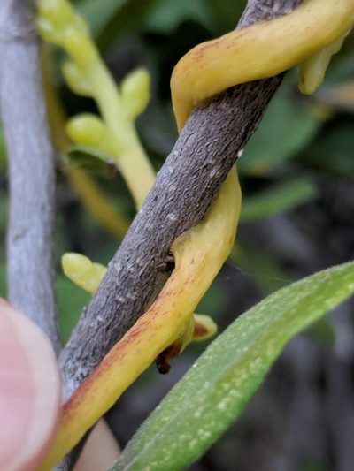 Cuscuta exaltata, photographed by Alison Northup