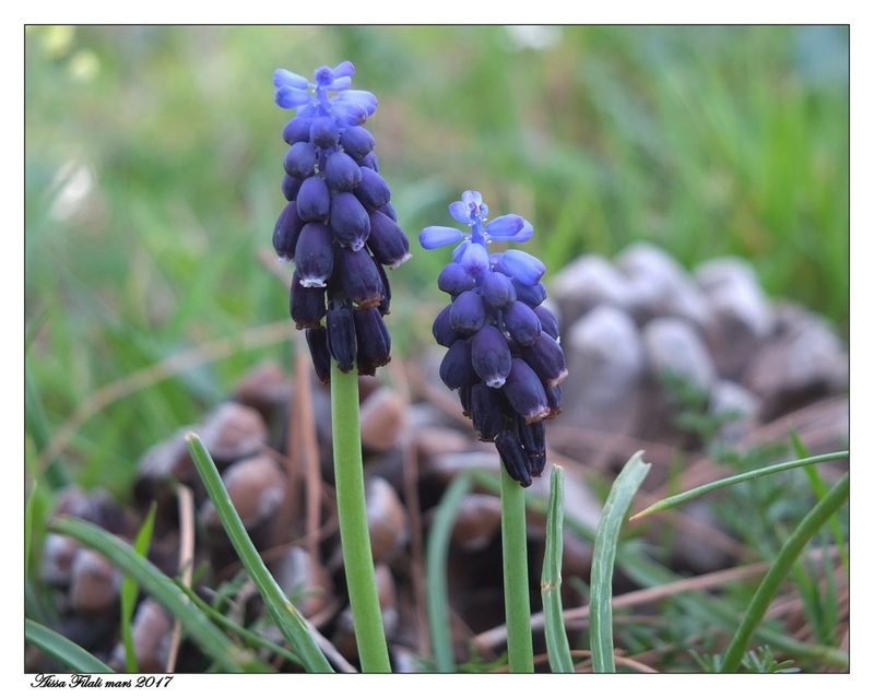 Muscari baeticum, photographed by Aissa Djamel Filali